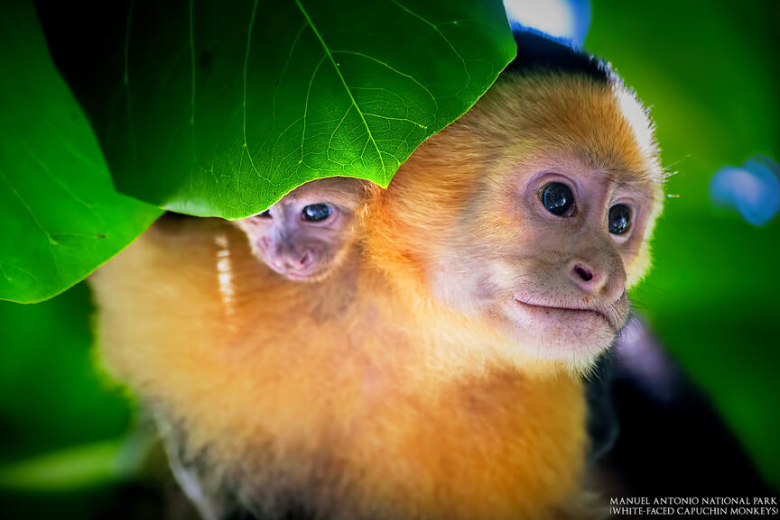 manuel antonio national park