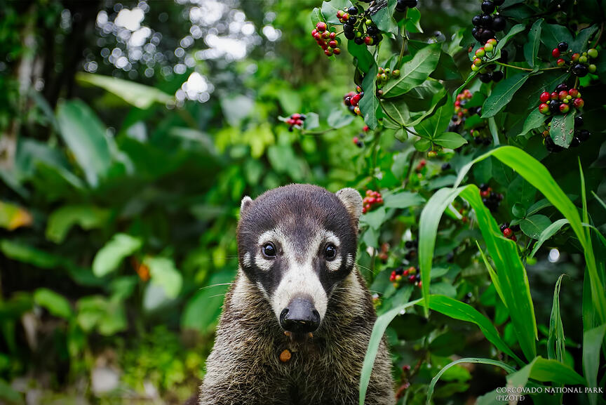 Corcovado National Park
