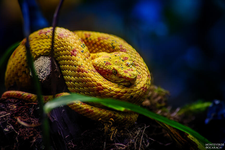 Monteverde